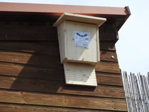 caixa 2 ratapatxets 2017 observatori swarovski riet vell cor maria valls foto Seo BirdLife
