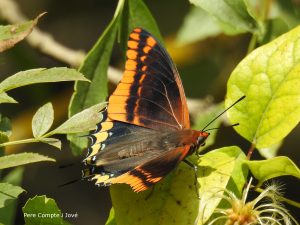 papallona arboc DSCN1614pcj