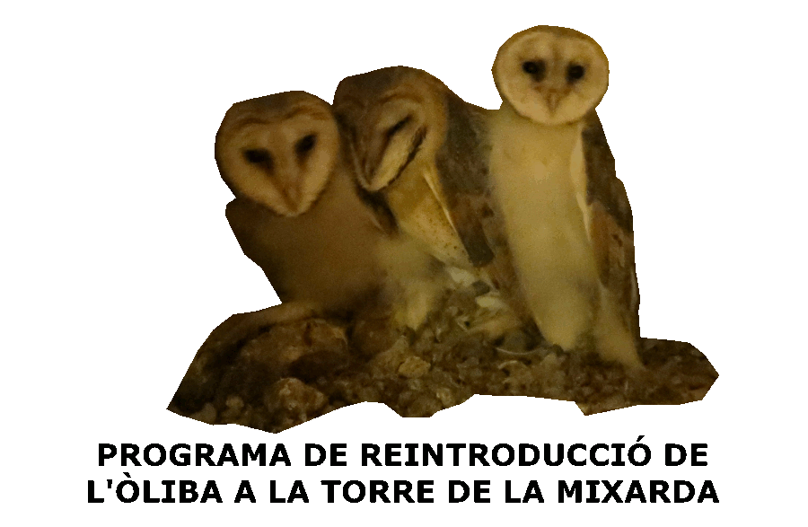 Programa de reintroducci de l'liba a la Torre de la Mixarda